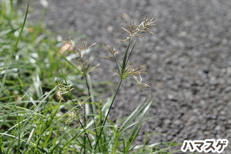 ハマスゲ~天然芝生のお手入れ・管理方法と雑草対策/芝生の雑草対策,雑草対策,天然芝生,芝生,お手入れ,管理方法,メンテナンス,メリット,デメリット