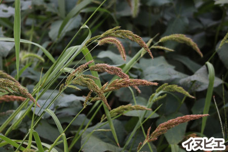 イヌビエ~天然芝生のお手入れ・管理方法と雑草対策/芝生の雑草対策,雑草対策,天然芝生,芝生,お手入れ,管理方法,メンテナンス,メリット,デメリット