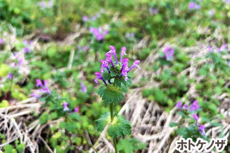 ホトケノザ~天然芝生のお手入れ・管理方法と雑草対策/芝生の雑草対策,雑草対策,天然芝生,芝生,お手入れ,管理方法,メンテナンス,メリット,デメリット