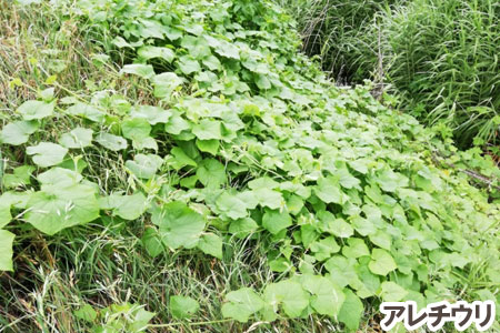 アレチウリ~天然芝生のお手入れ・管理方法と雑草対策/芝生の雑草対策,雑草対策,天然芝生,芝生,お手入れ,管理方法,メンテナンス,メリット,デメリット