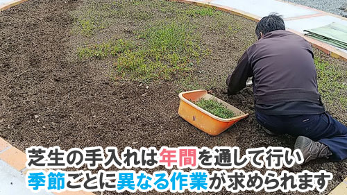 芝生の手入れは年間を通して行う必要がある~天然芝生のお手入れ・管理方法と雑草対策/芝生の雑草対策,雑草対策,天然芝生,芝生,お手入れ,管理方法,メンテナンス,メリット,デメリット