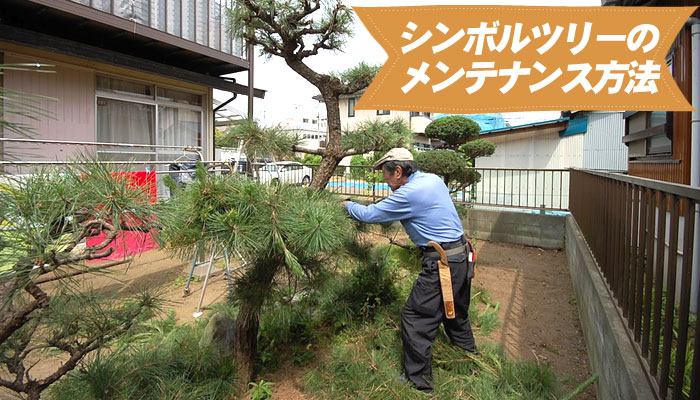 シンボルツリーのメンテナンスの方法～庭に植えるシンボルツリー10選｜植えて良かった!おしゃれで育てやすい庭木の選び方／シンボルツリー,庭木,植木,おしゃれ,選び方,植え方,目隠し,費用,メンテナンス,常緑樹,花が咲く,実がなる,落ち葉が少ない,病害虫に強い