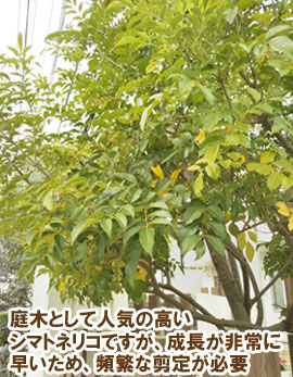 植えてはいけない！？シマトネリコ　庭木として人気の高いシマトネリコですが、成長が非常に早いため、頻繁な剪定が必要