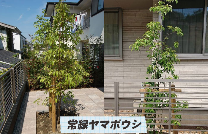 常緑ヤマボウシ～シンボルツリーおすすめ10選｜おしゃれで手入れが簡単な庭木の選び方／シンボルツリー,庭木,植木,おしゃれ,選び方,植え方,目隠し,費用,メンテナンス,常緑樹,花が咲く,実がなる,落ち葉が少ない,病害虫に強い