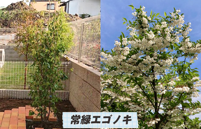 常緑エゴノキ（トキワエゴノキ）～シンボルツリーおすすめ10選｜おしゃれで手入れが簡単な庭木の選び方／シンボルツリー,庭木,植木,おしゃれ,選び方,植え方,目隠し,費用,メンテナンス,常緑樹,花が咲く,実がなる,落ち葉が少ない,病害虫に強い