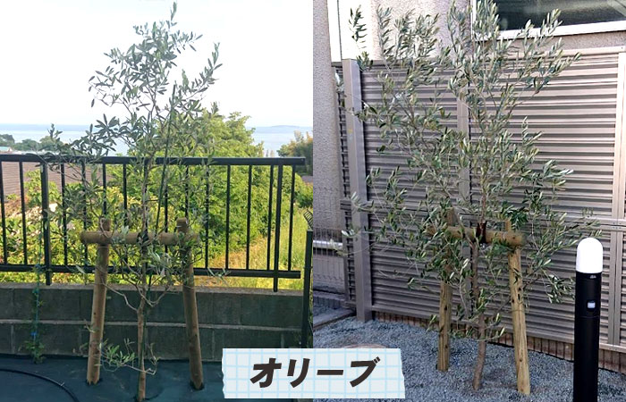 オリーブ～シンボルツリーおすすめ10選｜おしゃれで手入れが簡単な庭木の選び方／シンボルツリー,庭木,植木,おしゃれ,選び方,植え方,目隠し,費用,メンテナンス,常緑樹,花が咲く,実がなる,落ち葉が少ない,病害虫に強い