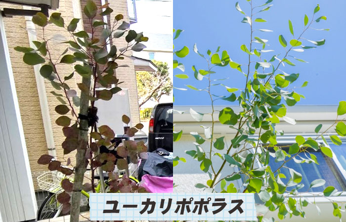 ユーカリポポラス～シンボルツリーおすすめ10選｜おしゃれで手入れが簡単な庭木の選び方／シンボルツリー,庭木,植木,おしゃれ,選び方,植え方,目隠し,費用,メンテナンス,常緑樹,花が咲く,実がなる,落ち葉が少ない,病害虫に強い