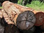 ハードウッド（高耐久性木材）は、主に赤道付近に分布する広葉樹から作られた堅くて重い木材です