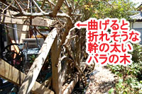 既存のウッドデッキの脇に大きなバラが生えていますが、このウッドデッキを作り変えるのはバラを除けないとならないですよね？ウッドデッキに関する質問に答えるＱ＆Ａ。