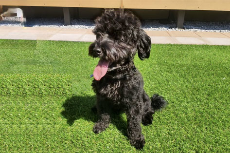 茅ヶ崎市 S様邸の愛犬(ワンちゃん)が写真撮影に協力してくれました