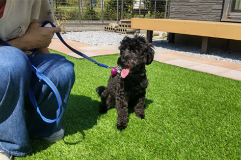 茅ヶ崎市 S様邸の愛犬(ワンちゃん)が写真撮影に協力してくれました