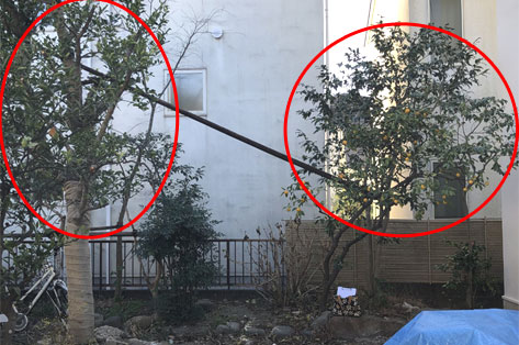 神奈川県 鎌倉市 中古物件の一軒家(住宅)を購入後の庭リフォーム・庭工事 和風な庭 施工前