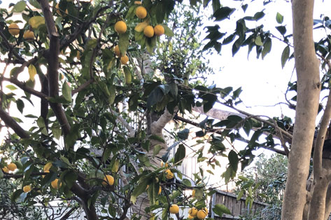 神奈川県 鎌倉市 中古物件の一軒家(住宅)を購入後の庭リフォーム・庭工事 和風な庭 施工前