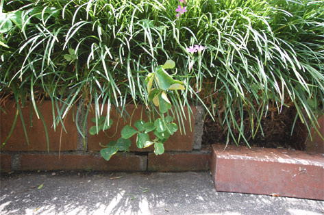 神奈川県川崎市宮前区 レンガの花壇が土圧で崩れ劣化 施工前