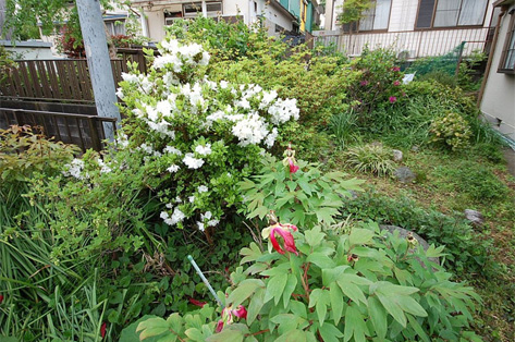 横浜市M様邸 1回目施工前・雑草に覆われた庭