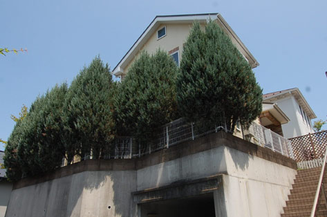 横浜市 O様邸 生垣 施工前