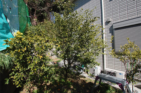 横浜市 O様邸 庭木 施工前