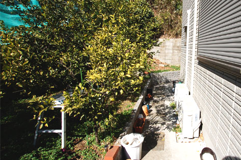 横浜市 O様邸 庭リフォーム 施工前