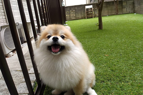 横浜市 O様邸 庭 雑草 施工前