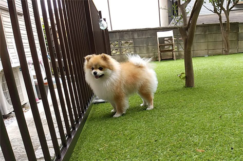 横浜市 O様邸 庭 雑草 施工前