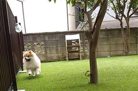 横浜市 O様邸 庭木 施工前