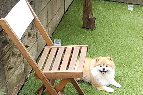 横浜市 O様邸 庭木 施工前