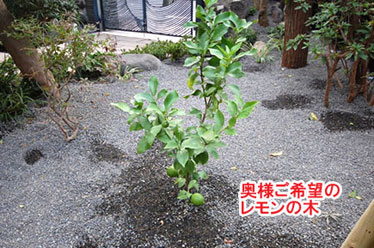 神奈川県藤沢市Y様 庭リフォーム 石張り(石貼り)、植栽目隠し施工事例