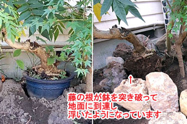 神奈川県藤沢市Y様 庭リフォーム 石張り(石貼り)、植栽目隠し施工事例