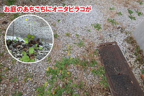 お庭のあちらこちらにオニタビラコが生えていました/柵と石張りでペットの犬と猫が自由に遊べる庭へリフォーム~横浜市K様ジェラストーン、アルミフェンス事例