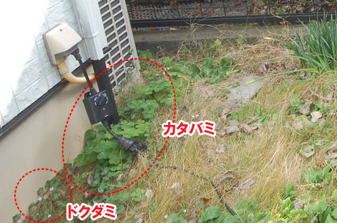 お庭の端にカタバミやドクダミも生えていました/柵と石張りでペットの犬と猫が自由に遊べる庭へリフォーム~横浜市K様ジェラストーン、アルミフェンス事例