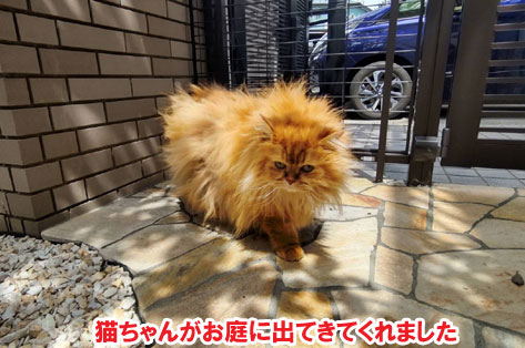 柵と石張りでペットの犬と猫が自由に遊べる庭へリフォーム~横浜市K様ジェラストーン、アルミフェンス事例