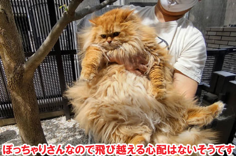 柵と石張りでペットの犬と猫が自由に遊べる庭へリフォーム～横浜市K様ジェラストーン、アルミフェンス事例