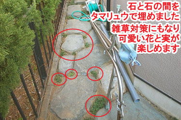 石と石の間をタマリュウで埋めました 雑草対策にもなり可愛い花と実が楽しめます レンガで可愛いお庭~神奈川県横浜市T様庭リフォーム施工事例/可愛い庭,かわいい庭,大人可愛い庭,レンガの庭で洋風ガーデンに造園