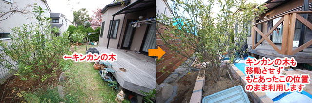 キンカンの木も移動させずもとあったこの位置のまま利用します レンガで可愛いお庭~神奈川県横浜市T様庭リフォーム施工事例/可愛い庭,かわいい庭,大人可愛い庭,レンガの庭で洋風ガーデンに造園