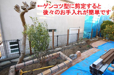 ゲンコツ型に剪定すると後々のお手入れが簡単です レンガで可愛いお庭~神奈川県横浜市T様庭リフォーム施工事例/可愛い庭,かわいい庭,大人可愛い庭,レンガの庭で洋風ガーデンに造園