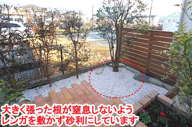 大きく張った根が窒息しないようレンガを敷かず砂利にしています　レンガで可愛いお庭～神奈川県横浜市Ｔ様庭リフォーム施工事例／可愛い庭,かわいい庭,大人可愛い庭,レンガの庭で洋風ガーデンに造園
